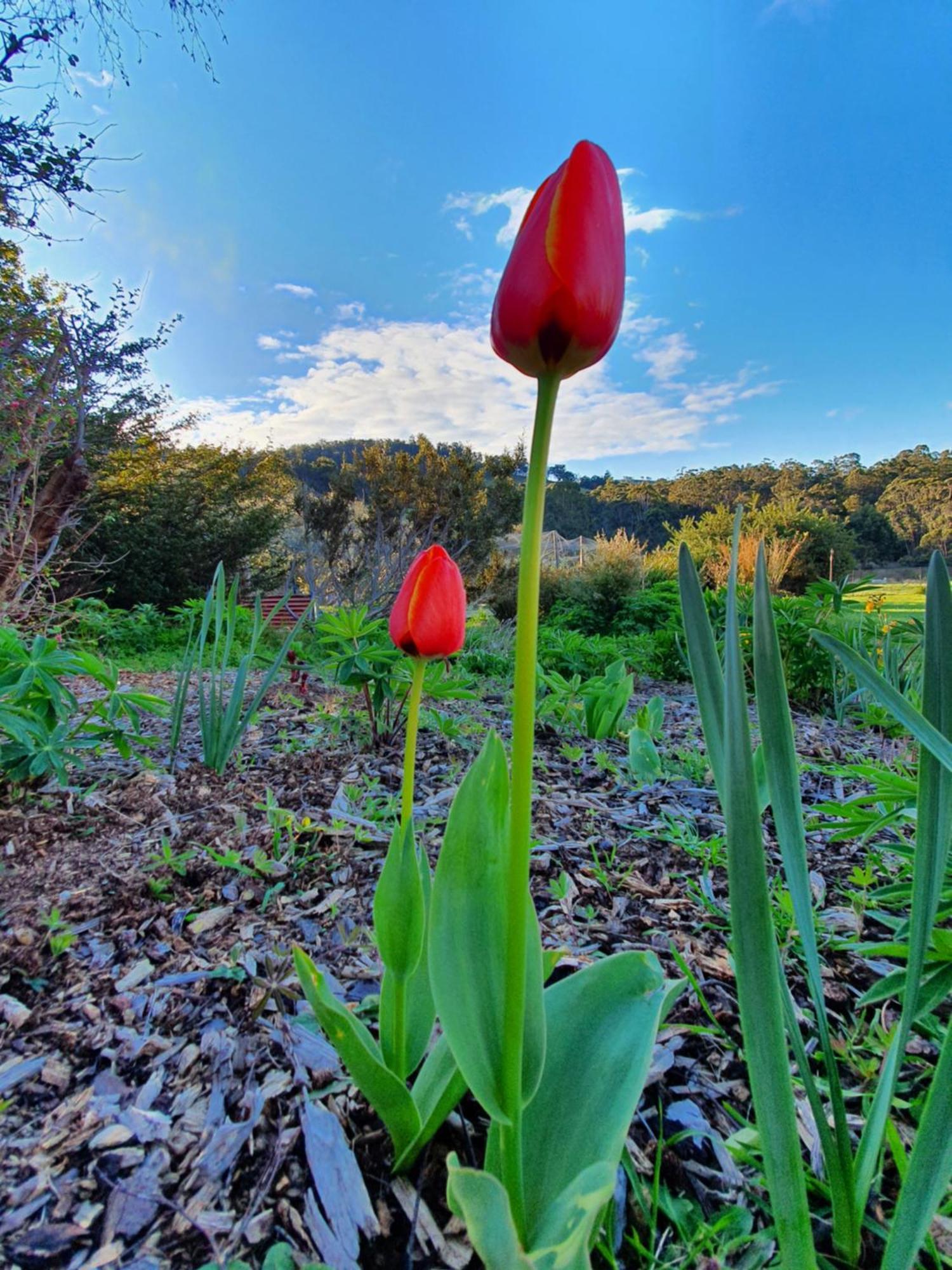 Hamlet Downs Country Accommodation Fentonbury Eksteriør billede
