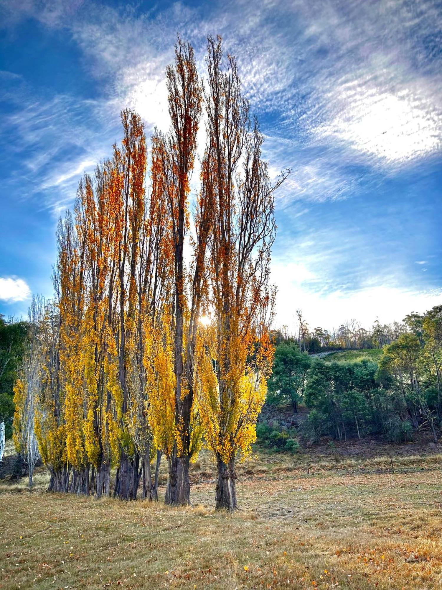 Hamlet Downs Country Accommodation Fentonbury Eksteriør billede