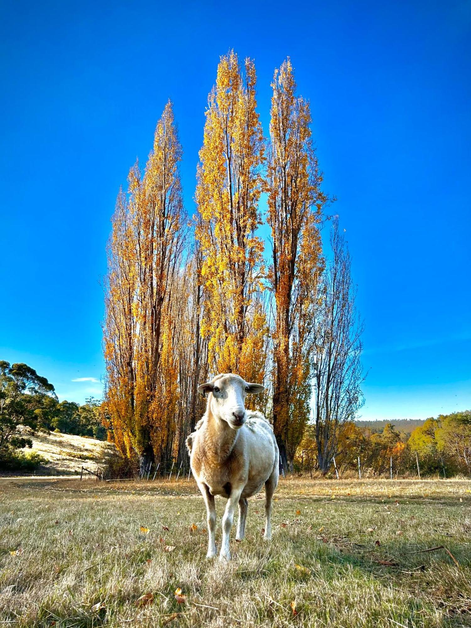 Hamlet Downs Country Accommodation Fentonbury Eksteriør billede
