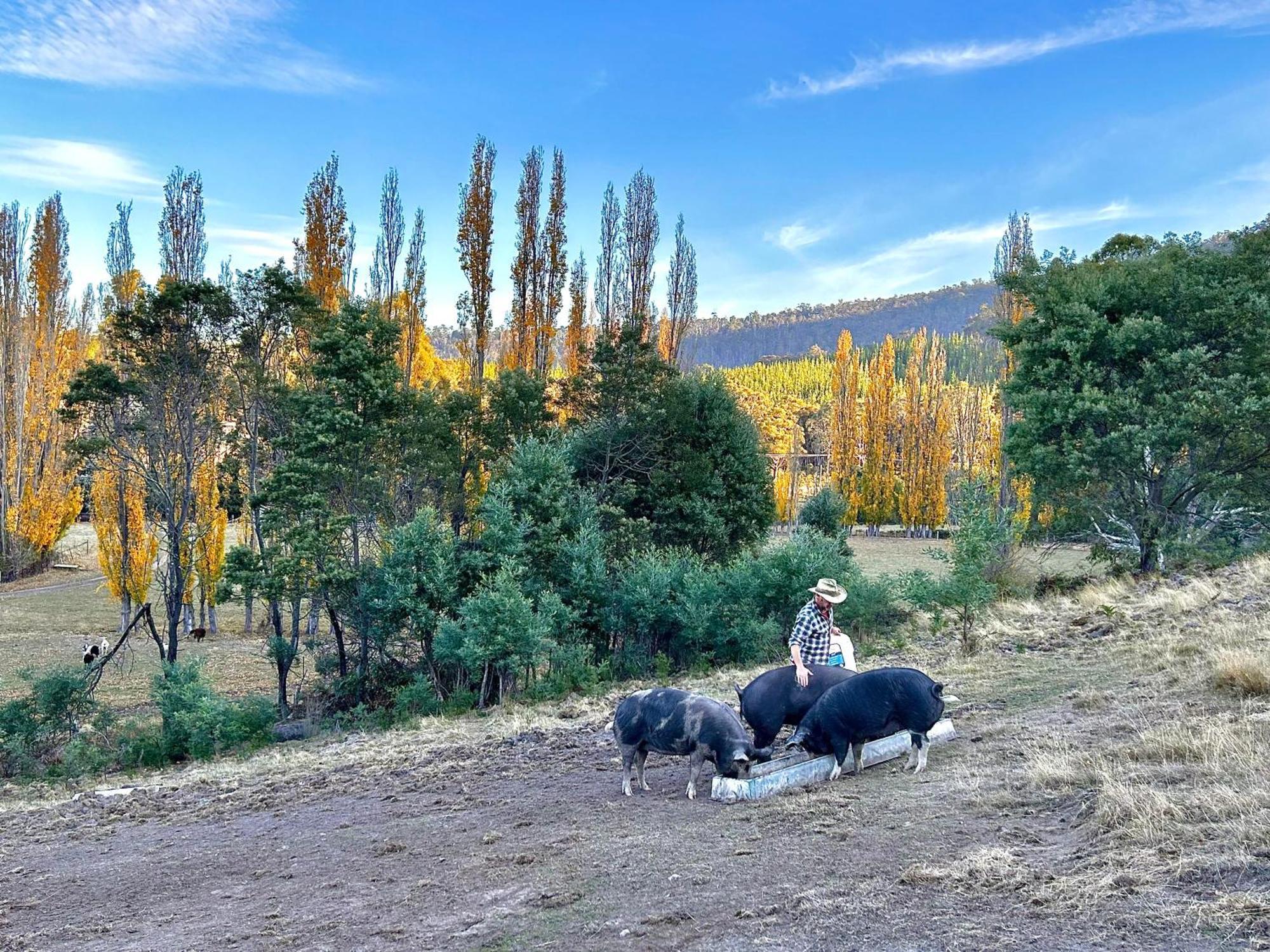 Hamlet Downs Country Accommodation Fentonbury Eksteriør billede
