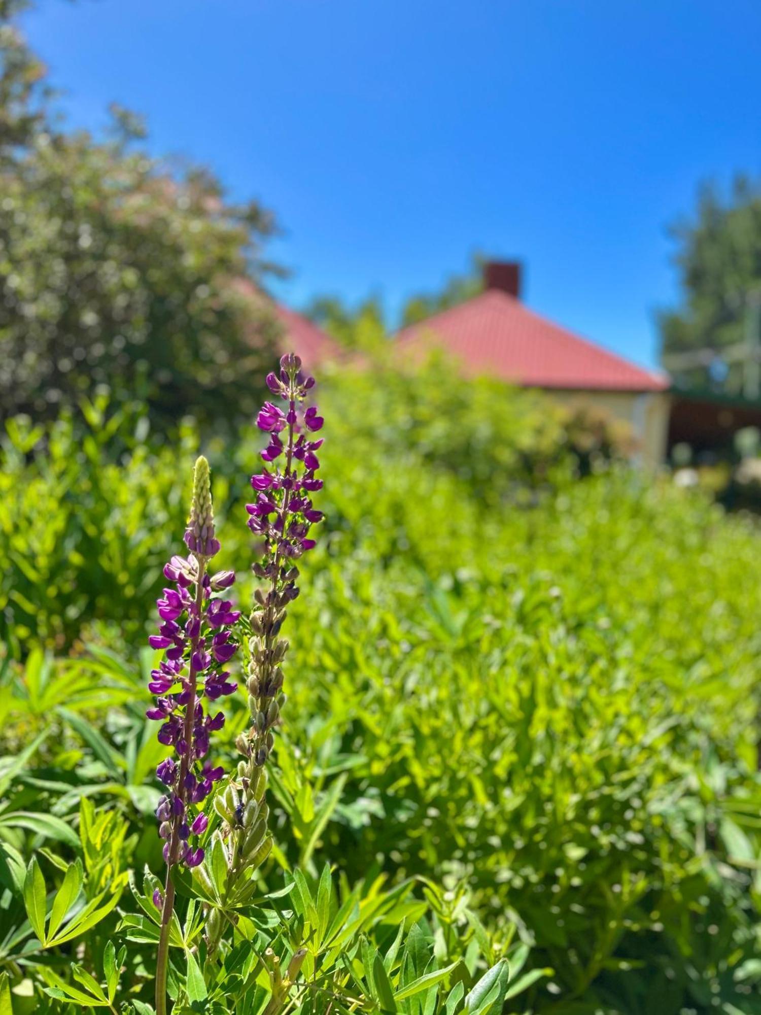 Hamlet Downs Country Accommodation Fentonbury Eksteriør billede
